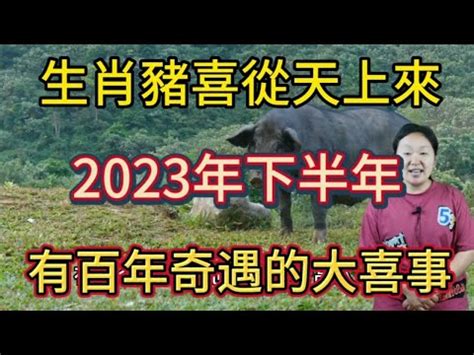 豬運勢2023